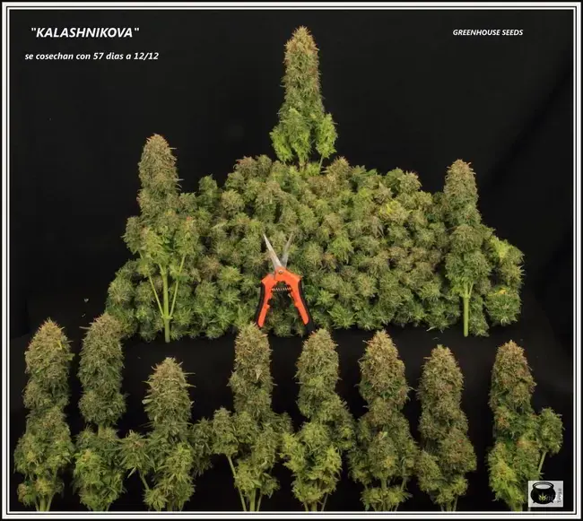 cosecha de un cultivo de marihuana de interior