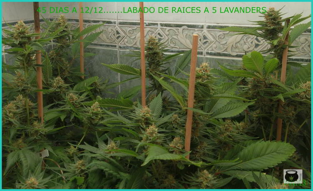 lavado de raíces en cultivo de marihuana - Empieza la precosecha