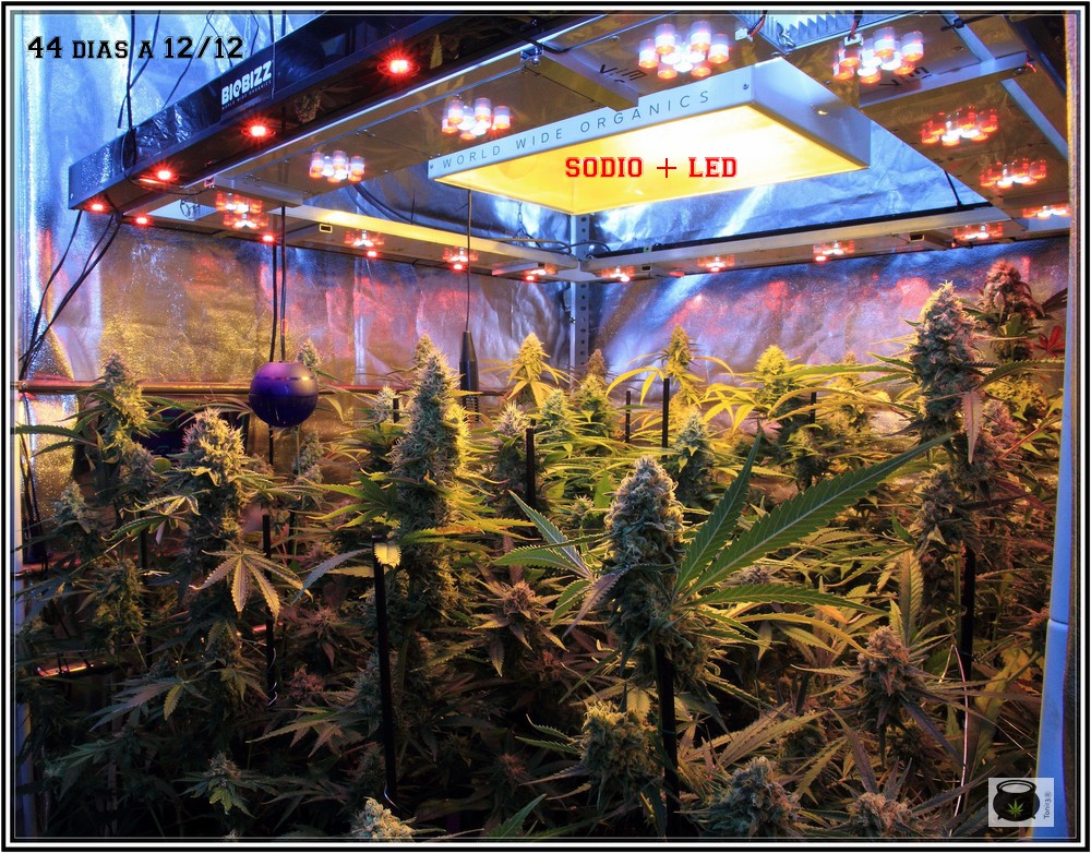 cultivo de marihuana en invernadero con Sodio y LED: potencia lumínica en un cultivo interior de marihuana