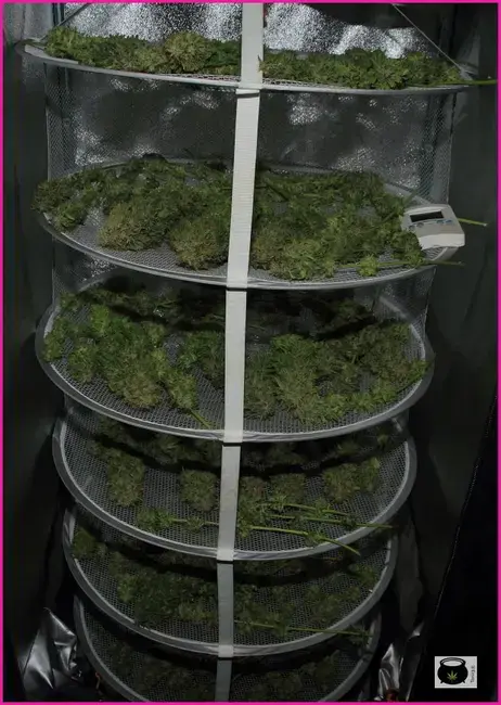 cosechar la marihuana: secadero con cogollos de marihuana en pleno secado