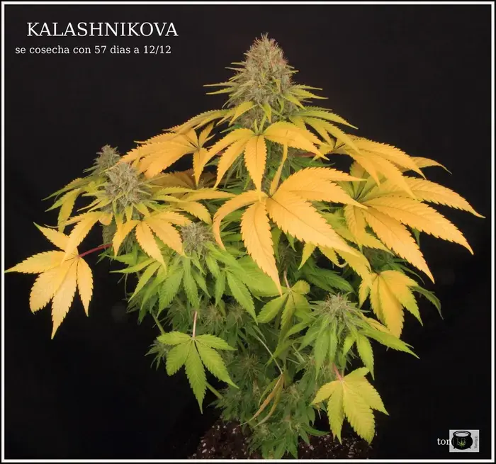 clorosis cannabis