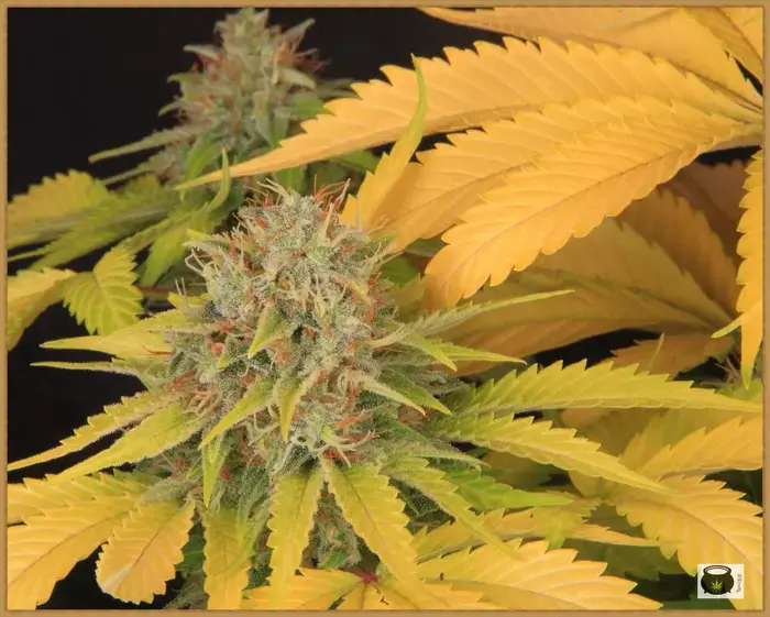 clorosis de marihuana después lavado de raíces