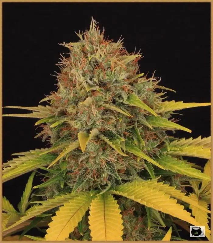 clorosisde marihuana lavado raiz