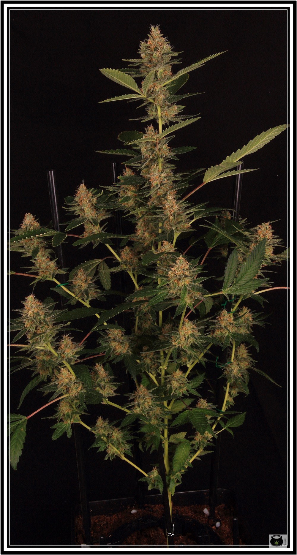 planta de marihuana con SCROG vertical 3