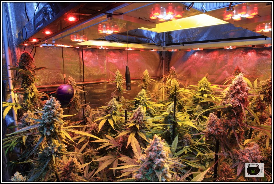 Genética, plan nutricional y elementos del cultivo de marihuana indoor 2