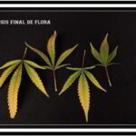 Clorosis – Tipos, naturales y problemas que la provocan en cultivos de marihuana