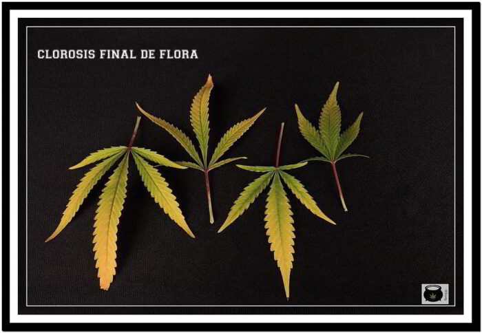 clorosis cannabis