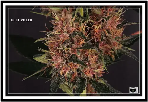cosecha de marihuana.