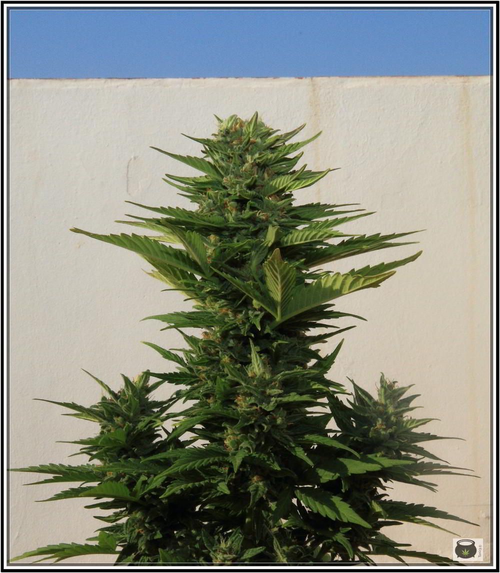 8- 9-7-2013 Añorando el cultivo de marihuana en exterior 4