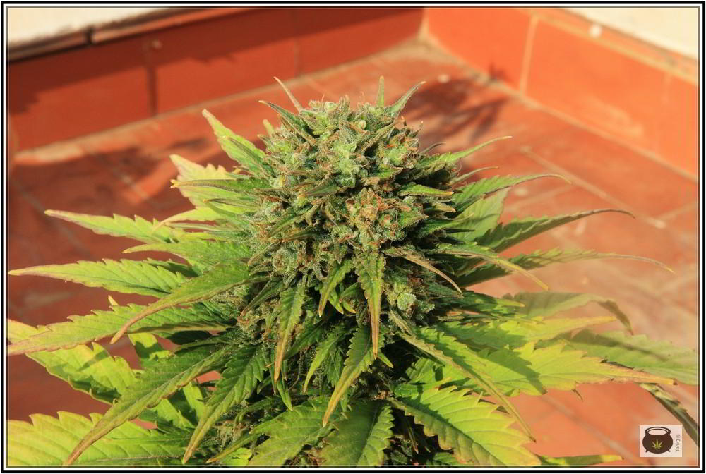 8- 9-7-2013 Añorando el cultivo de marihuana en exterior 6