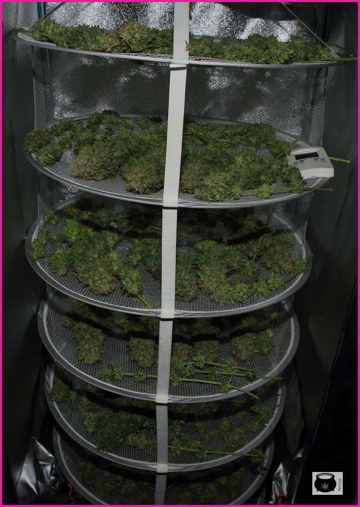 Secadero con cogollos de marihuana en pleno secado: Cómo hacer la manicura y curar la marihuana de nuestro cultivo
