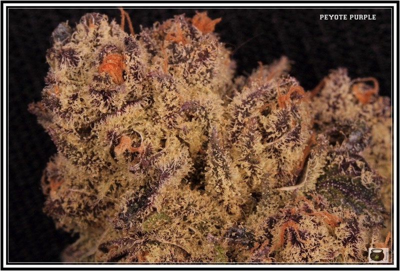 Variedad de marihuana Peyote purple 3