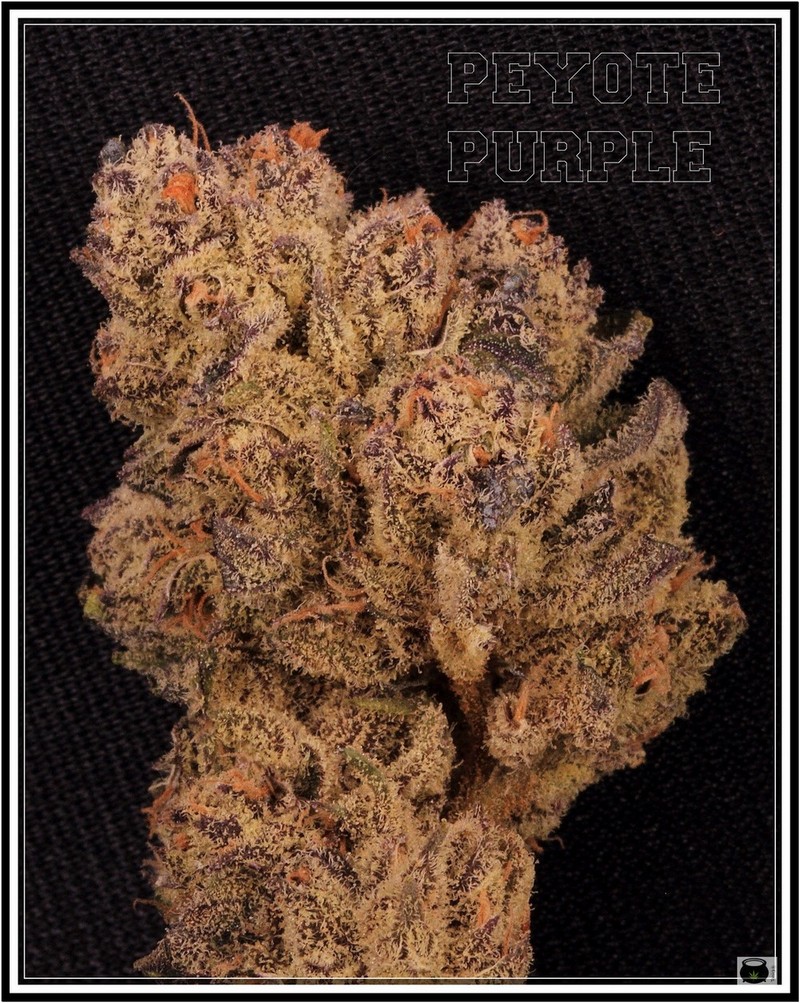 Variedad de marihuana Peyote purple 2