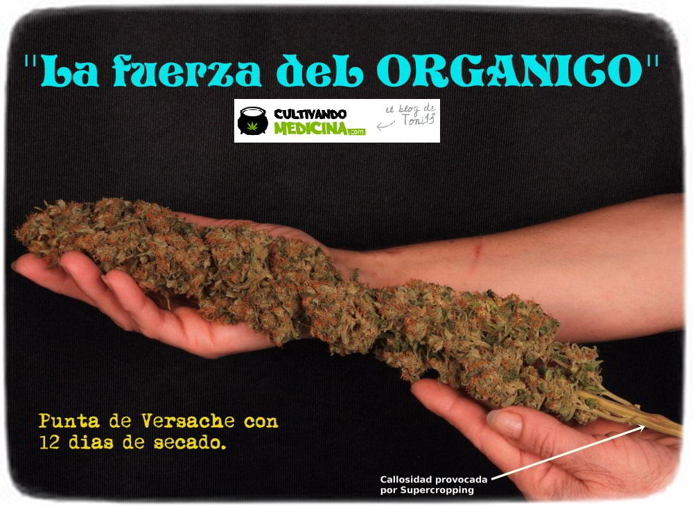 Abono para cultivos de marihuana (fertilizante) 4