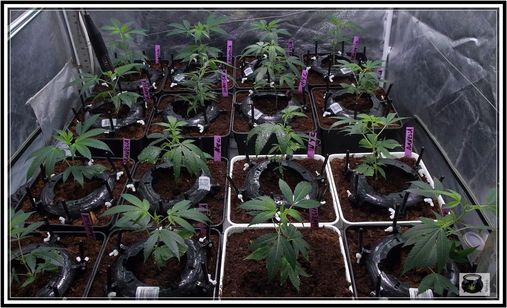 Ultimate plant cage para plantas de marihuana