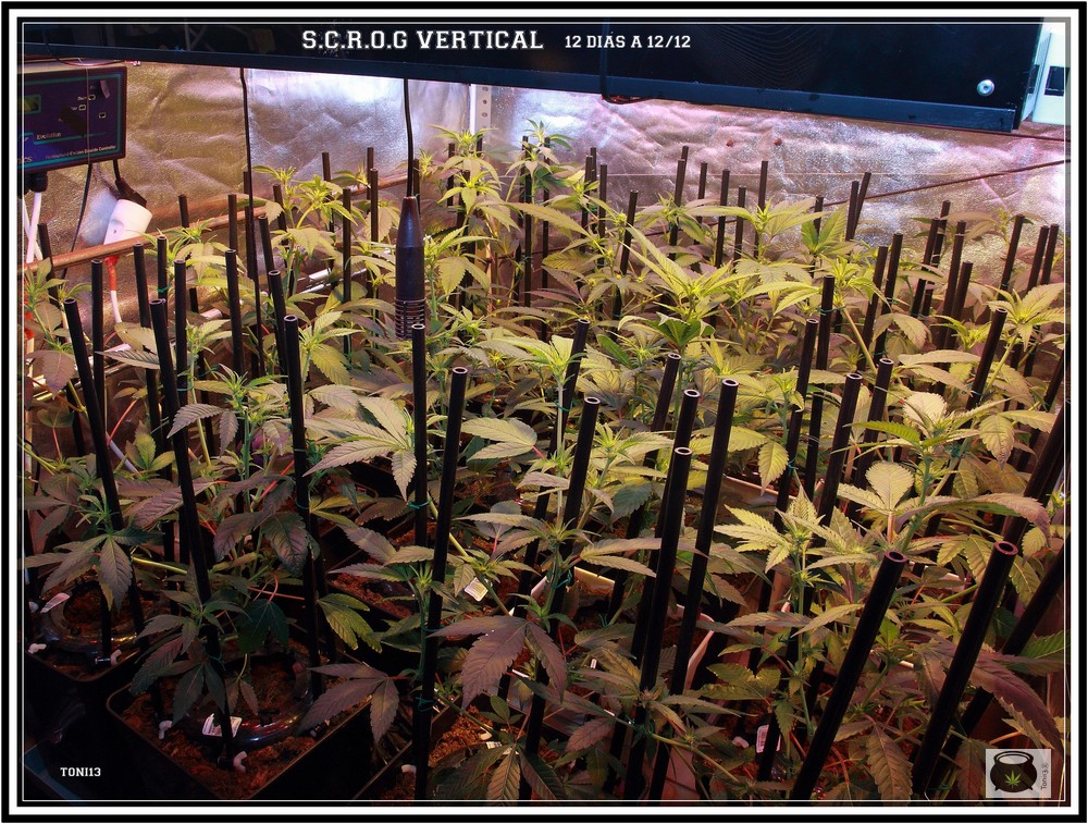 planta de marihuana con SCROG vertical 4