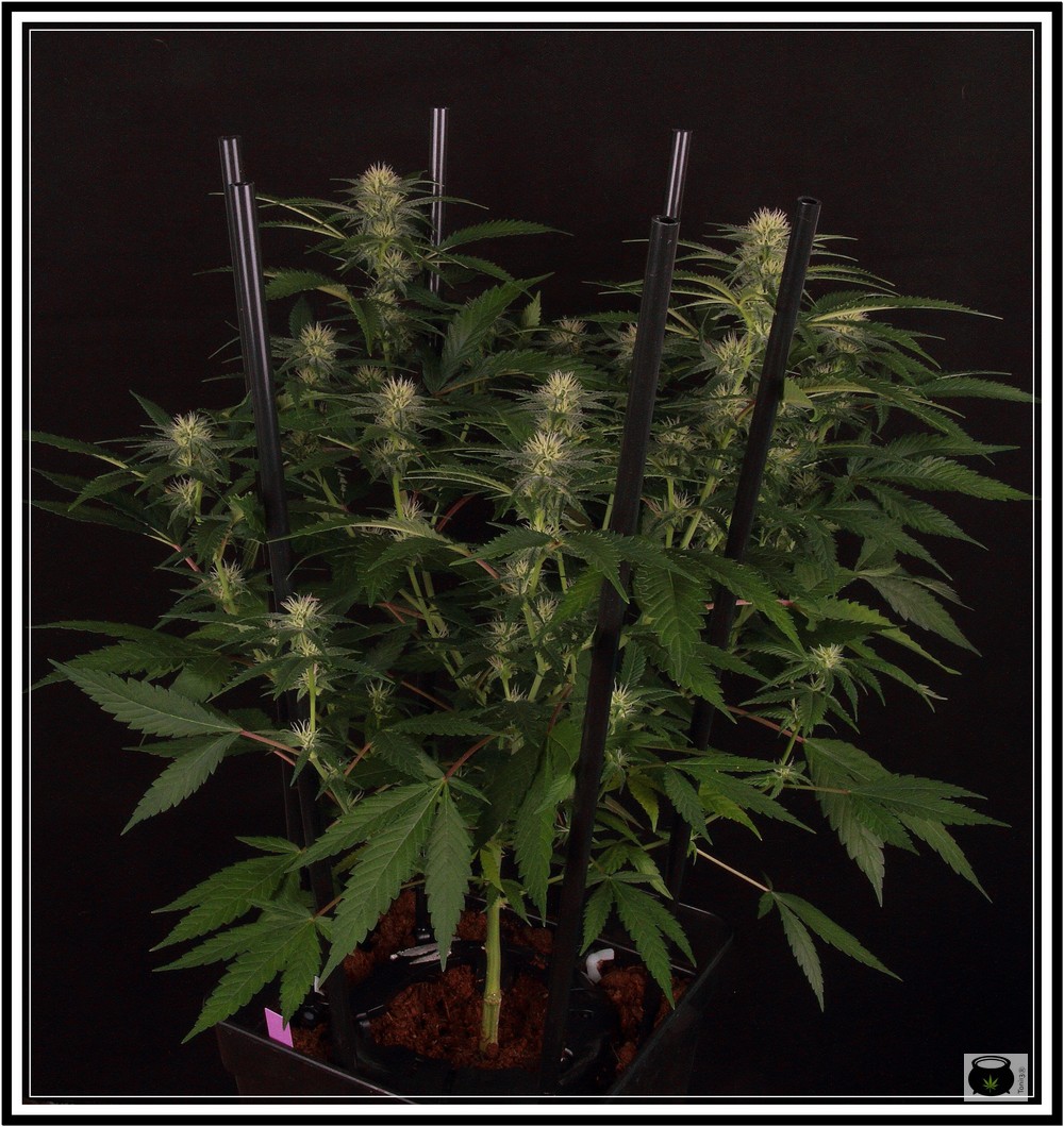 planta de marihuana con SCROG vertical 5