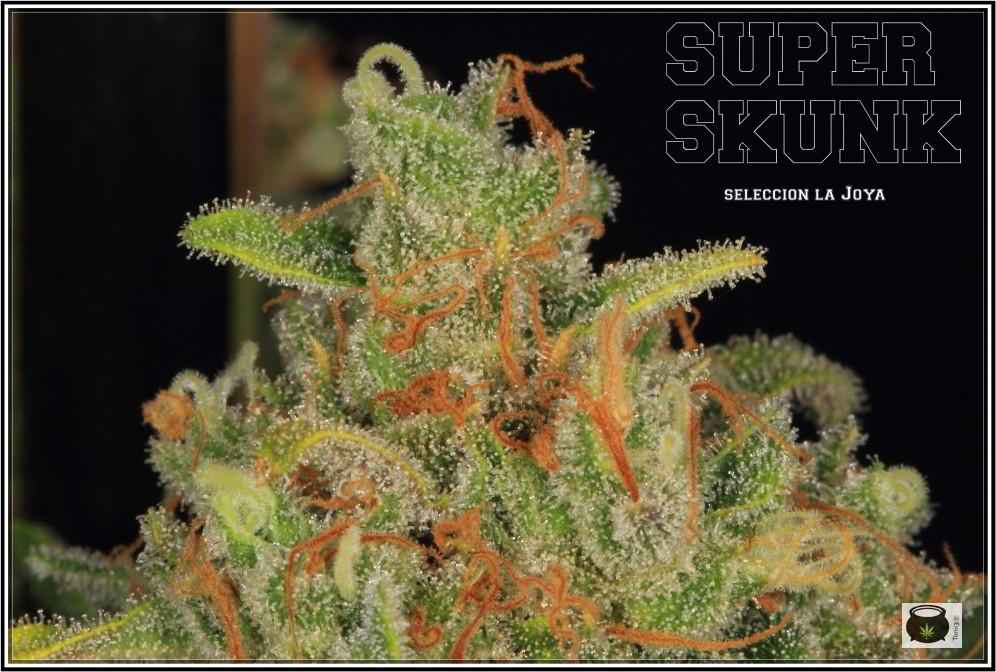 Variedad de marihuana Super Skunk selección la joya 8