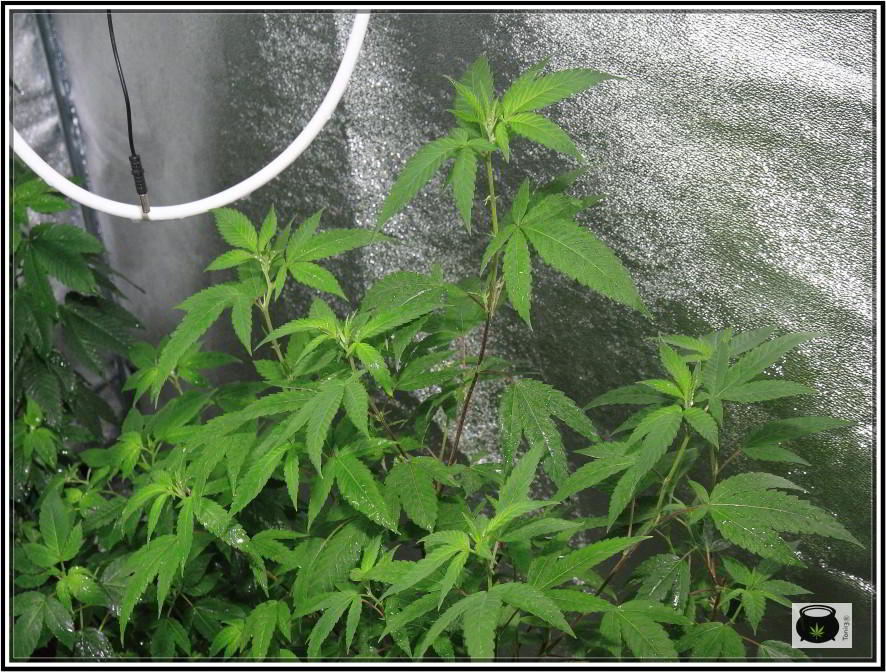 3- 26-8-2013 Comienza el cultivo de marihuana orgánico con coco 2