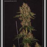 22- 1-8-2013 Variedad de marihuana Doja Bubba Berry