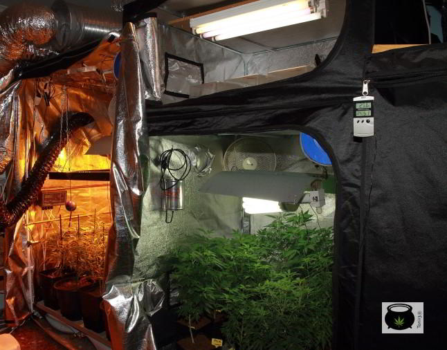 armarios de cultivo en ciclo continuo para el cultivo de marihuana