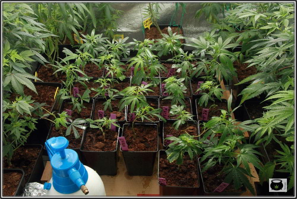 clones y esquejes de plantas de marihuana 2
