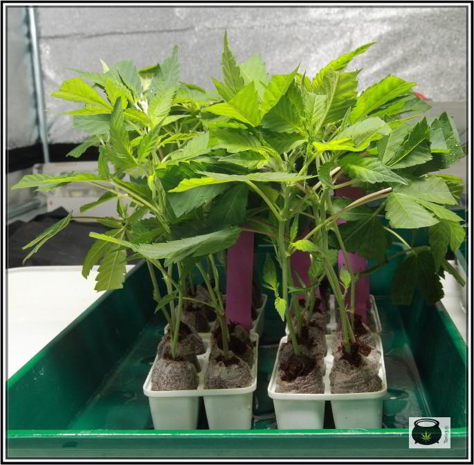 clones y esquejes de plantas de marihuana 5