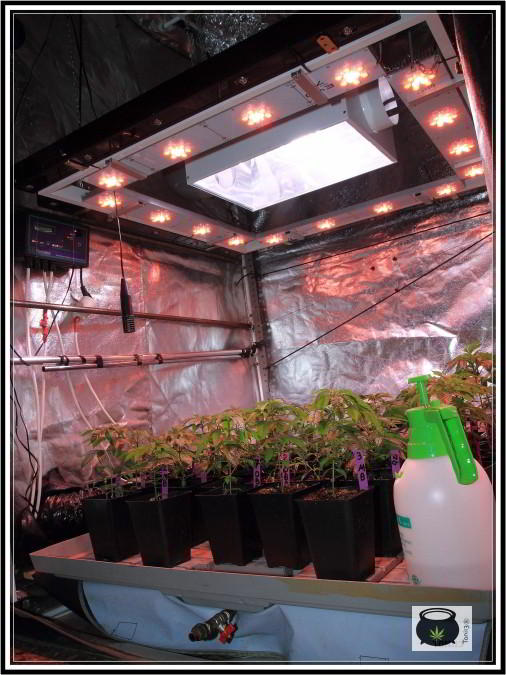 Pulverizador con plantas de marihuana en crecimiento sodio led: cuándo y cómo pulverizar las plantas de marihuana