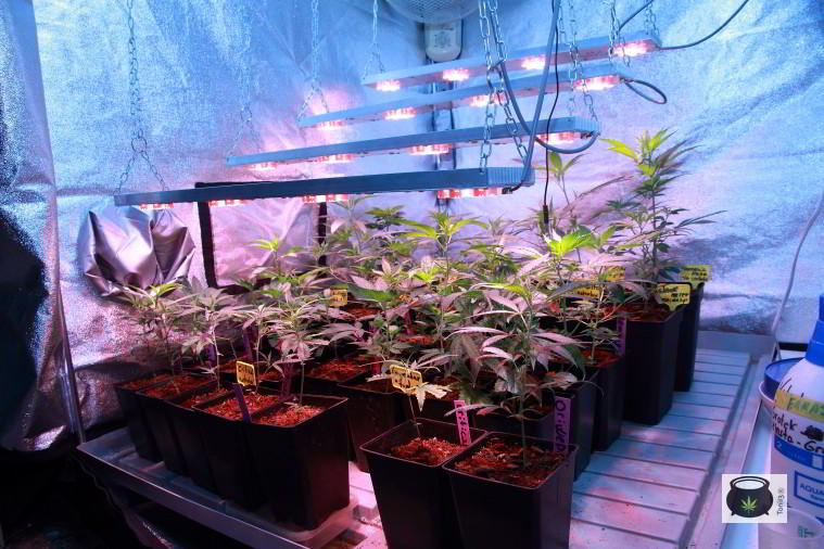 Cultivo interior marihuana con LED en crecimiento