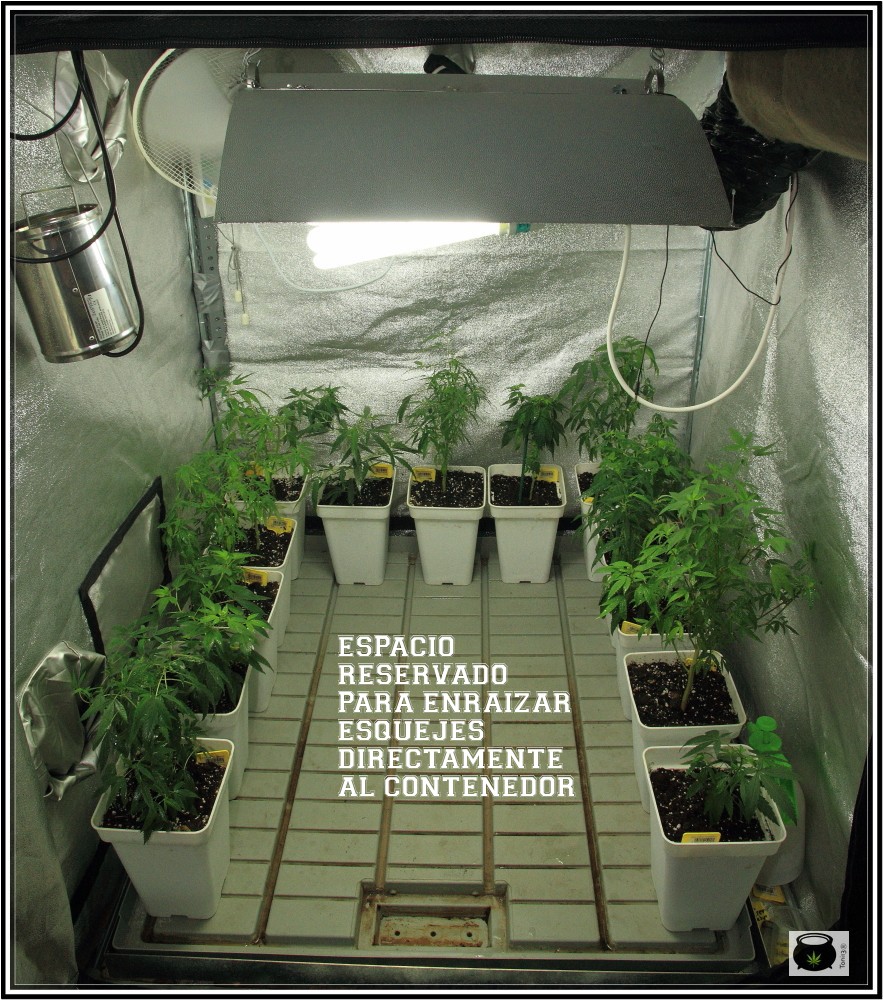 4- 27-8-2013 Comenzamos el cultivo de marihuana orgánico coco 3
