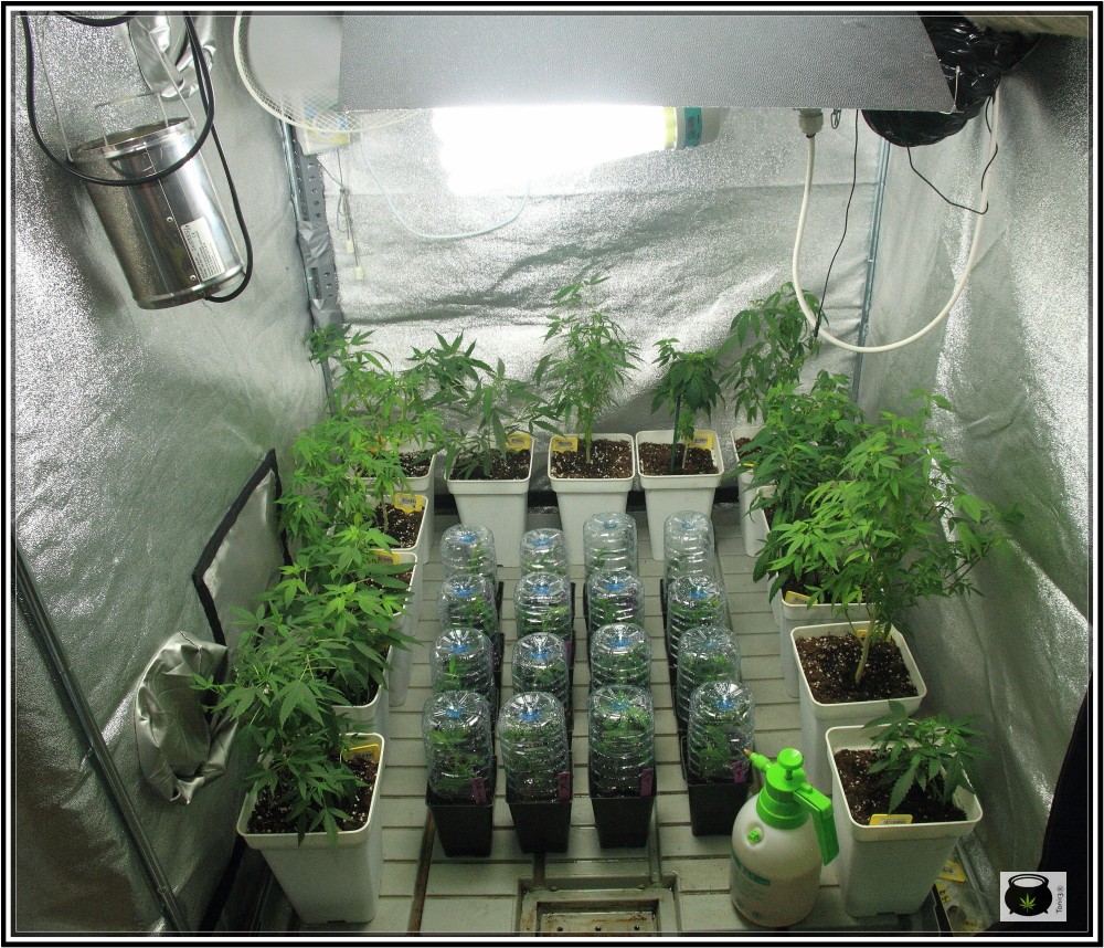 Pulverización de esquejes con mini invernadero casero: cuándo y cómo pulverizar las plantas de marihuana