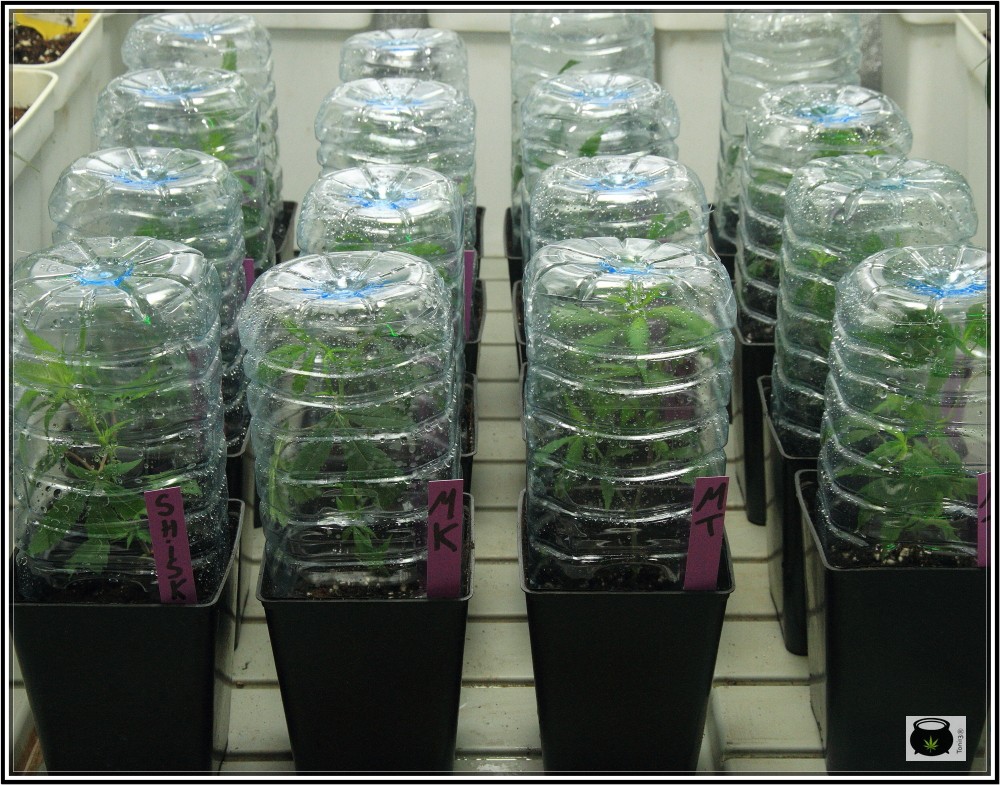5- 28-8-2013 Enraizando plantas de marihuana directamente en contenedor de 1 litro 3