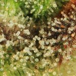 Tricoma. Morfología y punto de cosecha – Cuándo cosechar la marihuana