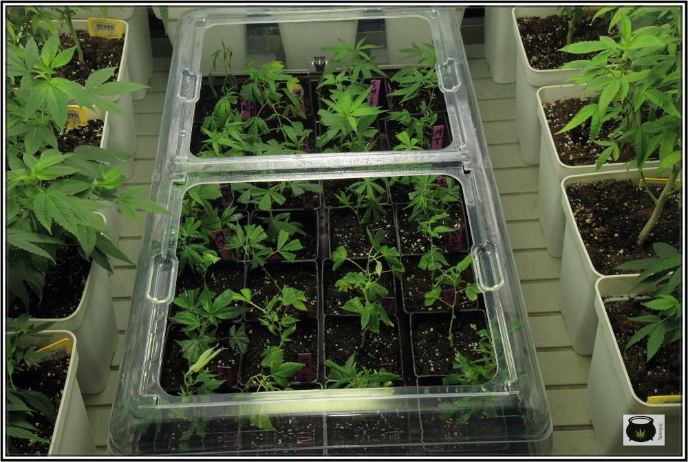 11- 5-9-2013 Buenas noticias, las raíces de las plantas de marihuana ya están aquí 2
