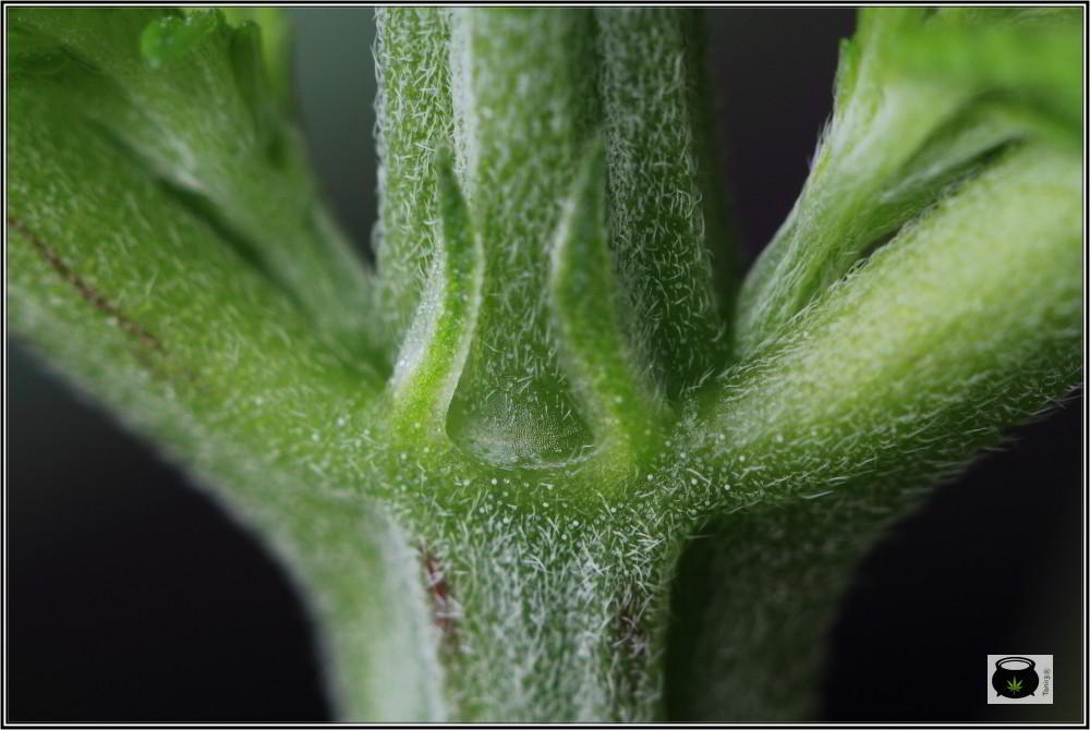 Tricomas no glandulares en planta de marihuana