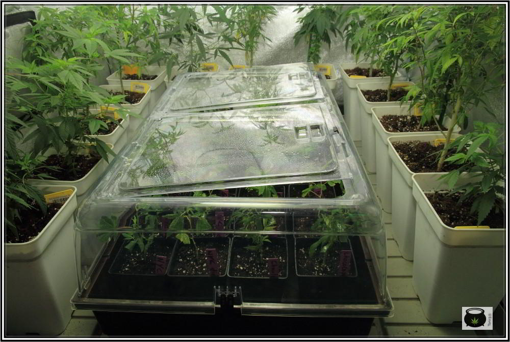 11- 5-9-2013 Buenas noticias, las raíces de las plantas de marihuana ya están aquí 1