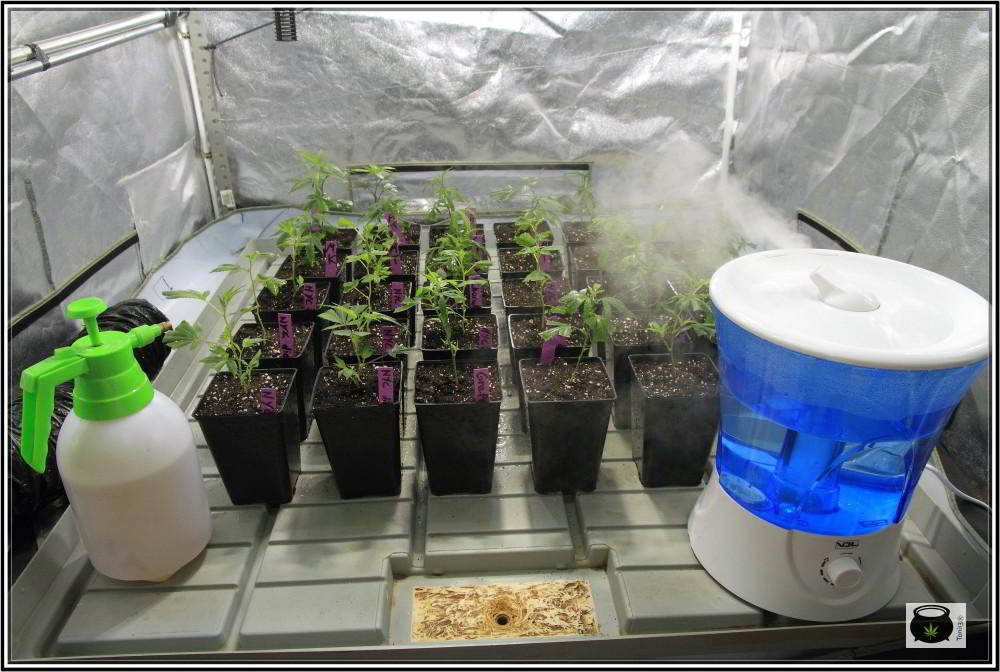 humidificador para cultivo interior de marihuana VDL
