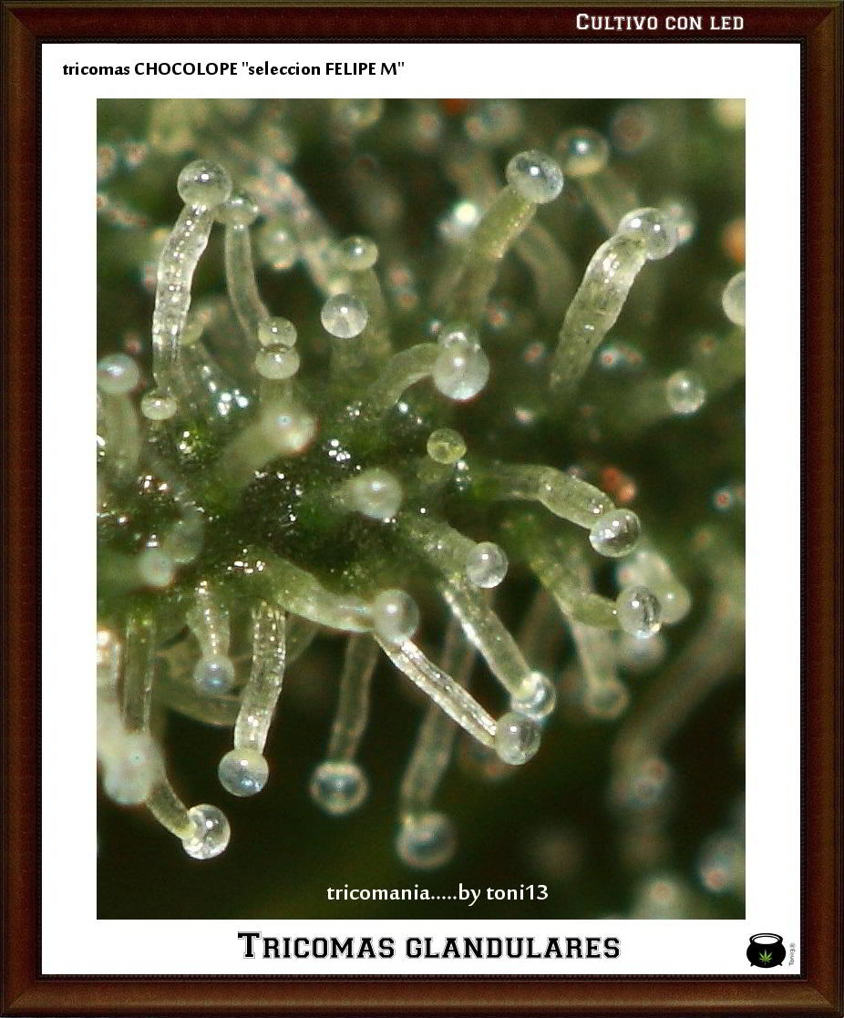 Tricomas glandulares en primer plano de planta de marihuana