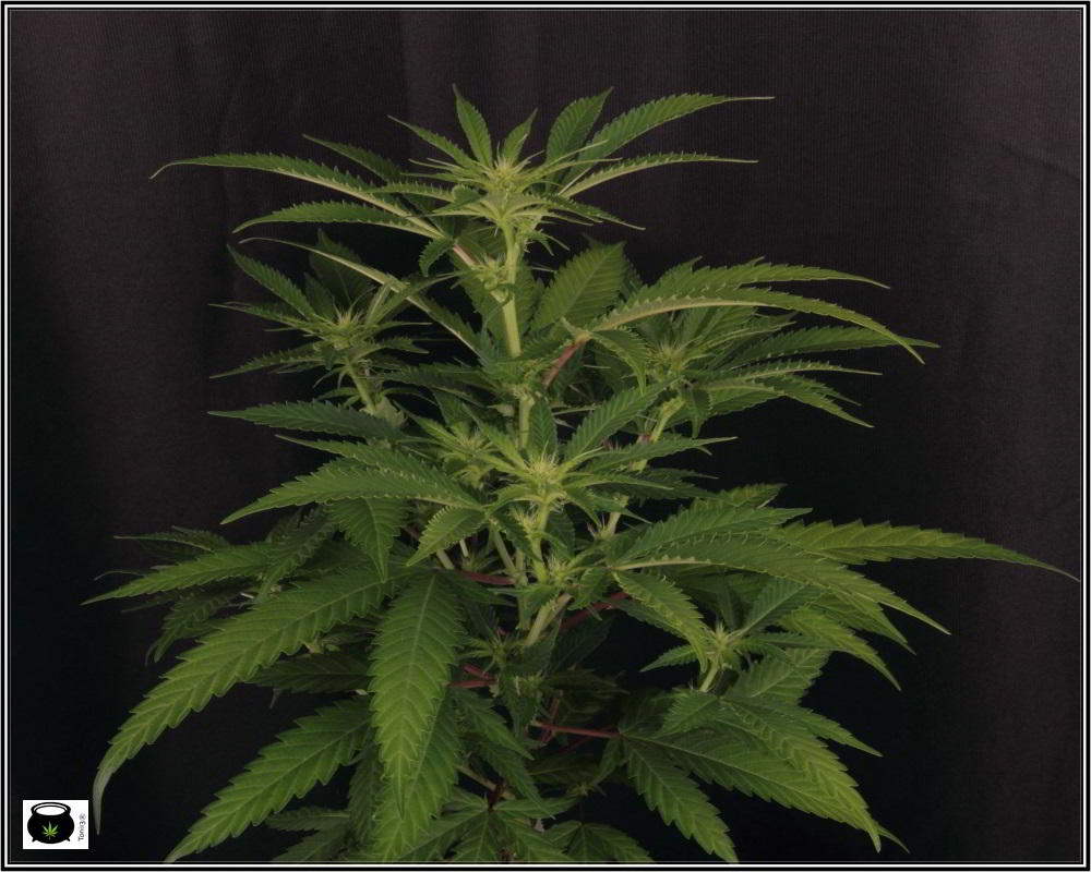 23- 16-10-2013... Ahora sí que se ve el color real de las plantas de marihuana 2