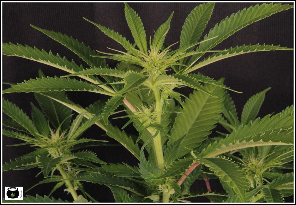 23- 16-10-2013... Ahora sí que se ve el color real de las plantas de marihuana 3