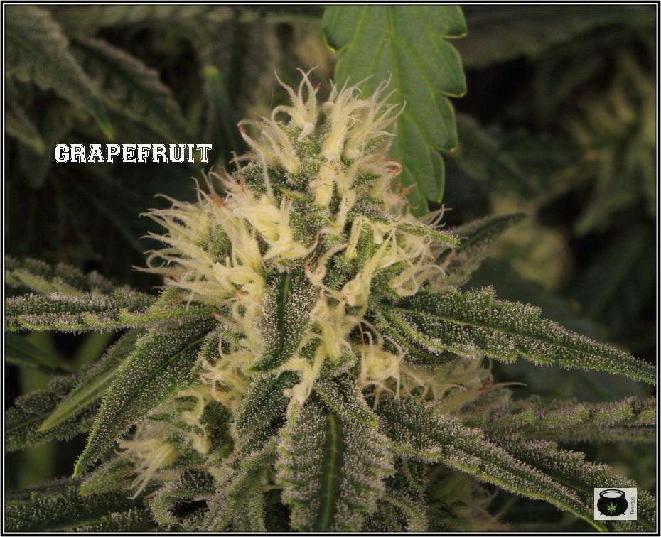 29- Variedad de marihuana Grapefruit, 29 días a 12/12 3