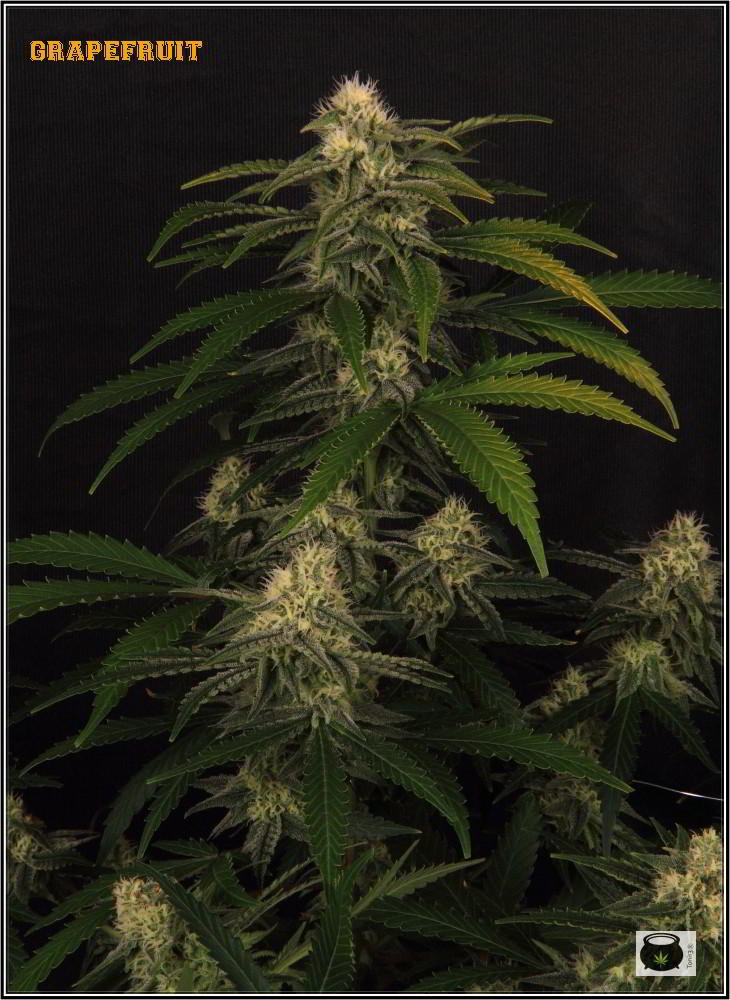Planta de marihuana en floración