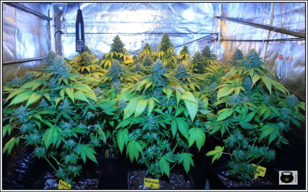 Cómo elegir la variedad de marihuana para el cultivo según su genética