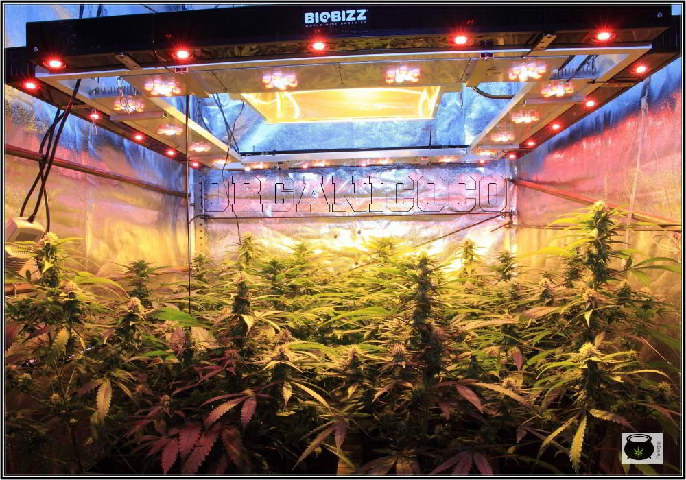 26- El cultivo de marihuana orgánico va cogiendo forma 2