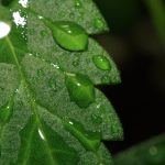 Efecto lupa en las hojas de las plantas de marihuana