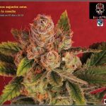 46- Especial variedad de marihuana MK ultra, cortada con 57 días a 12/12