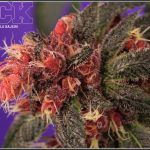 43- Variedad de marihuana PCK, Un mundo rojo entre las plantas