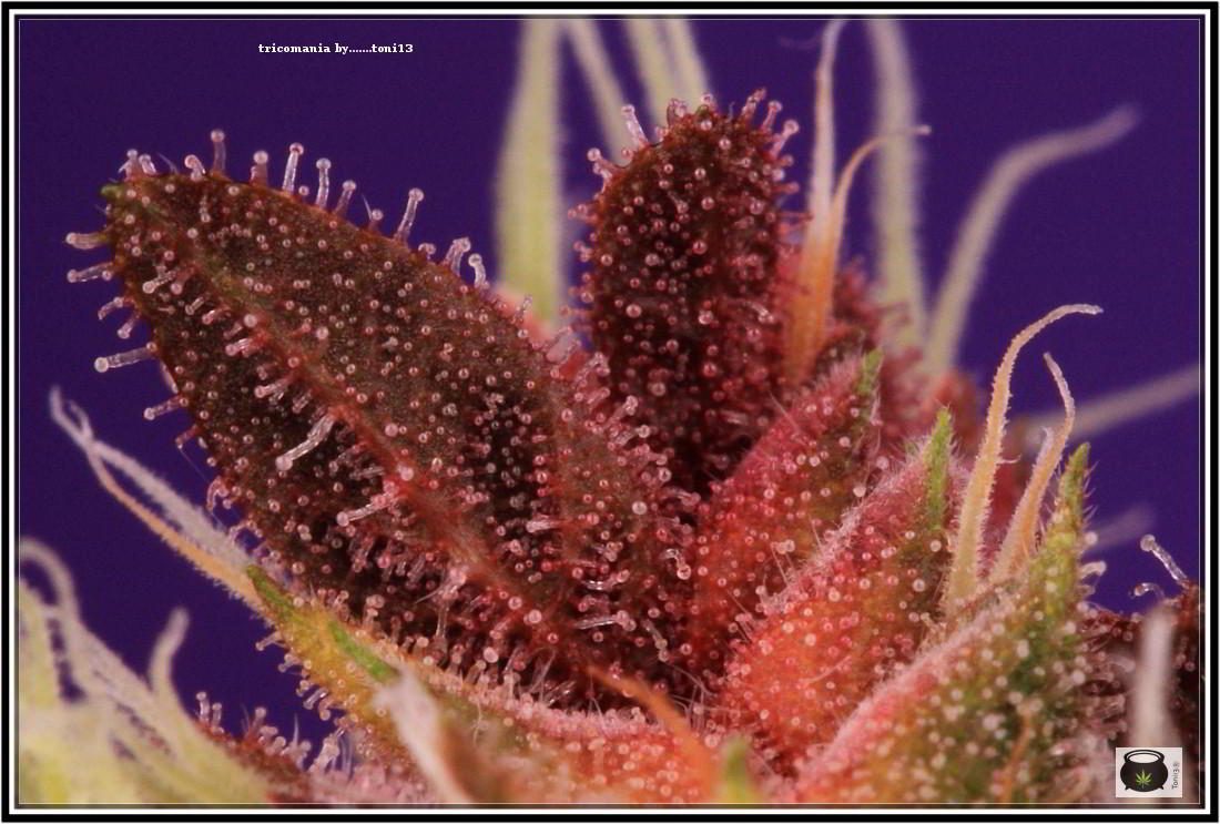 43- Variedad de marihuana PCK, Un mundo rojo entre las plantas 6