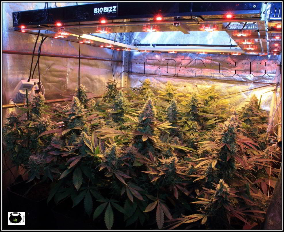 SOG en cultivo de marihuana indoor