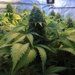 Parámetros óptimos en el cultivo de marihuana de interior